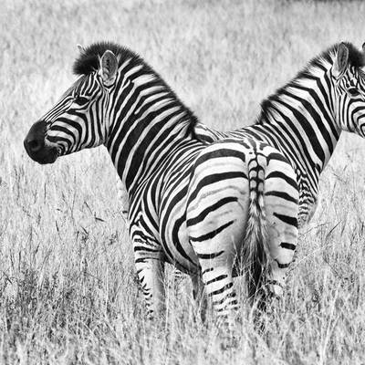 Stripes and Horns Safari