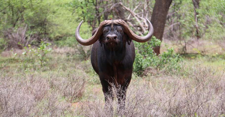 Exclusive Safari Package