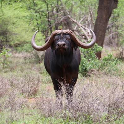 Exclusive Safari Package
