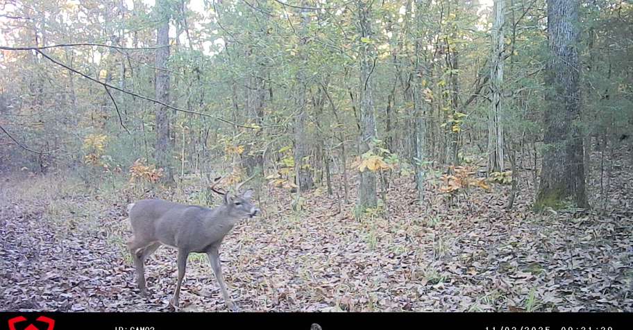 Semi Guided Whitetail Hunt 2026