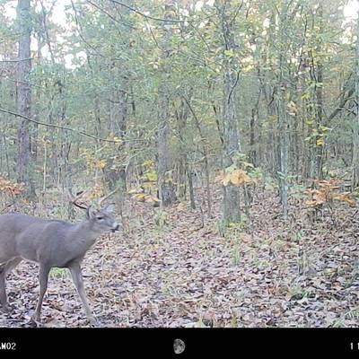 Semi Guided Whitetail Hunt 2026