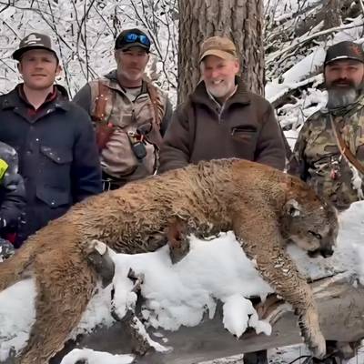 Mointain Lion Hunt, 27