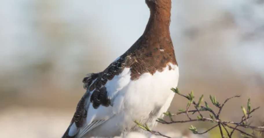 Ptarmigan Hunt Add-On