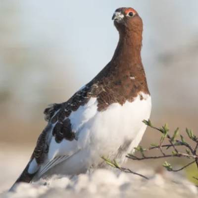 Ptarmigan Hunt Add-On