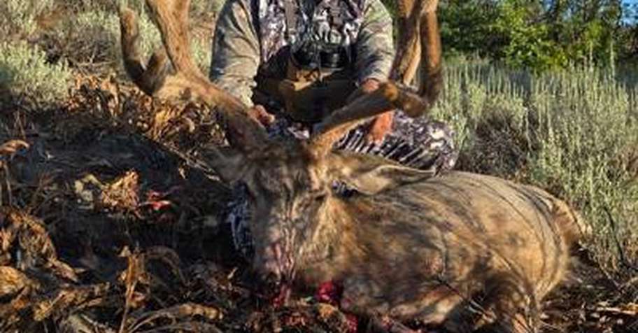Archery Mule Deer Hunt 5 Days '26