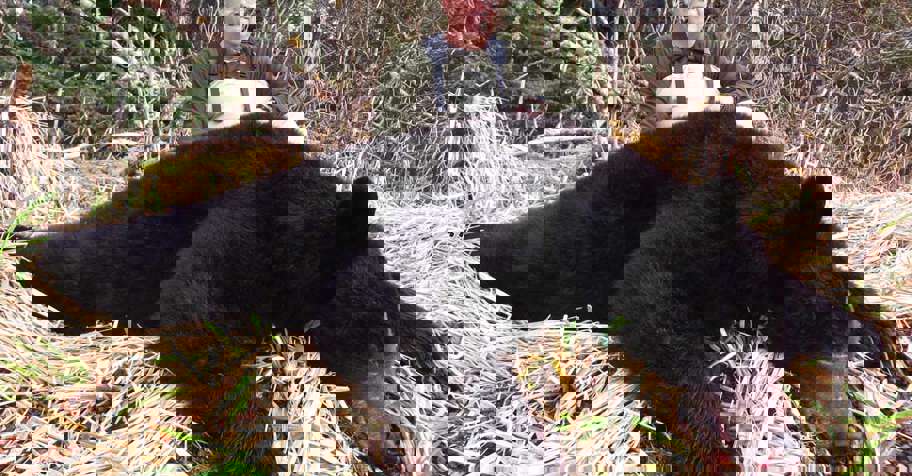 Spring Black Bear Hunt