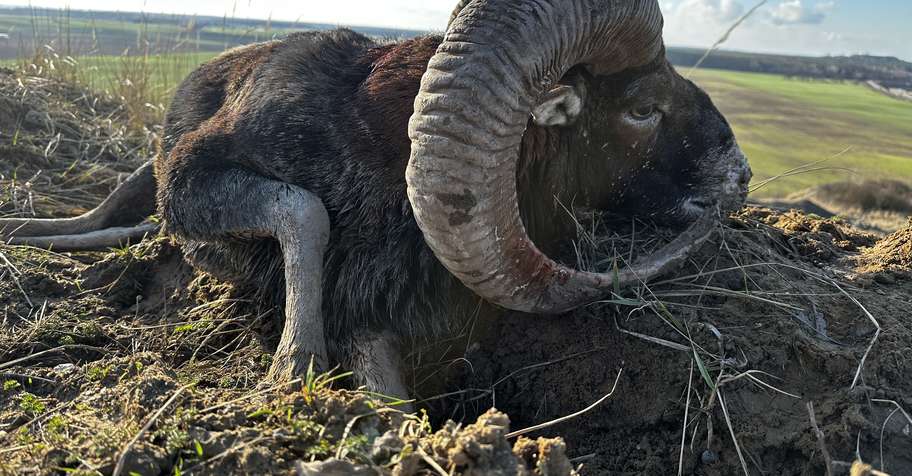 Unique Mouflon hunt NO SIZE RESTRICTION!