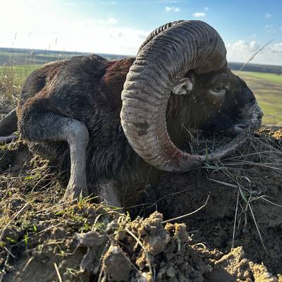 Unique Mouflon hunt NO SIZE RESTRICTION!
