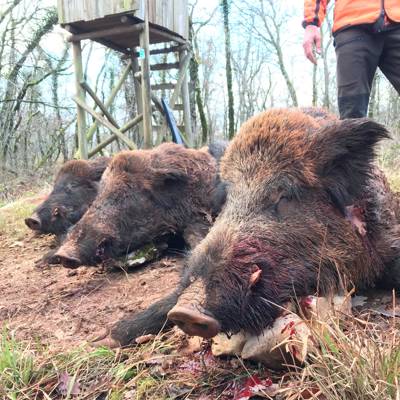 2 Days Driven Hunt “Monteria Style”