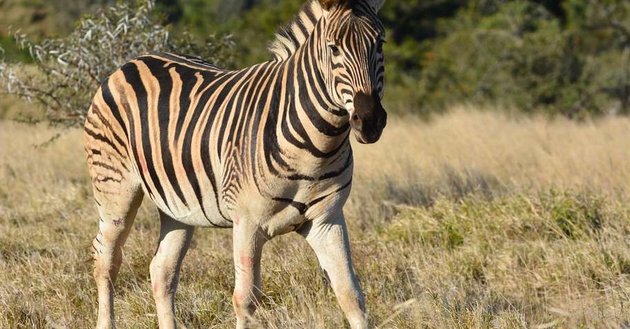 Ladies Hunt Deal (1x1)