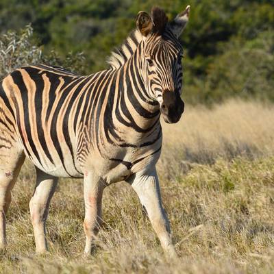 Ladies Hunt Deal (1x1)