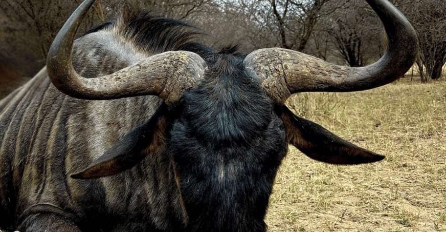 5 Premium Animals Limpopo $4960