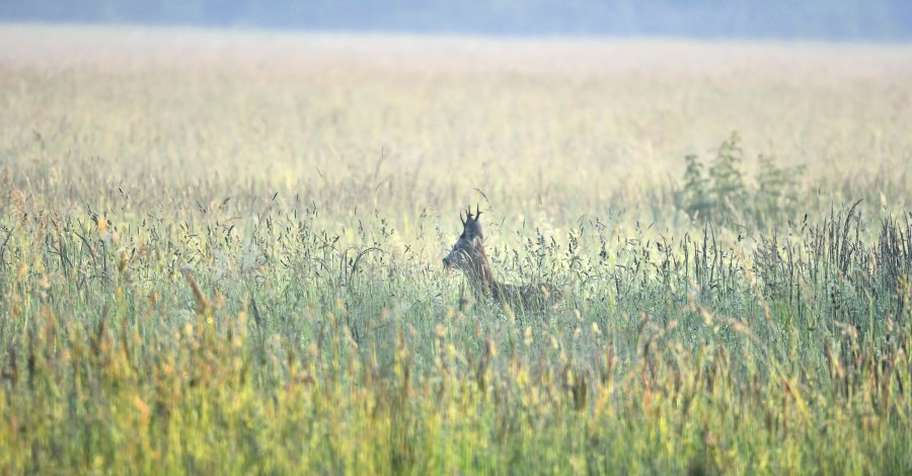 Flat rate roe deer hunt