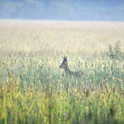 Flat rate roe deer hunt