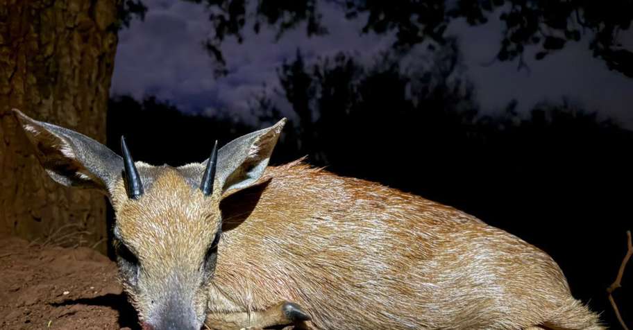 7 Day Sharps Grysbok - Limited Date