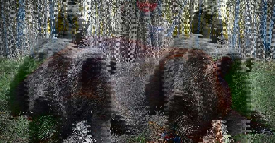 Siberian bear spring hunt