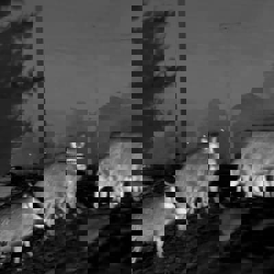 Night Hunt - Antalya 4 Day