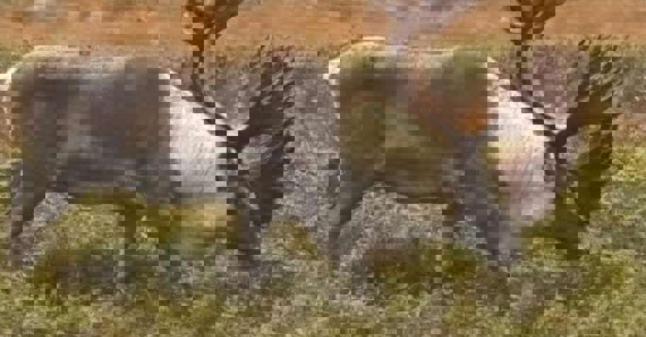 Woodland Caribou Cancellation Hunt