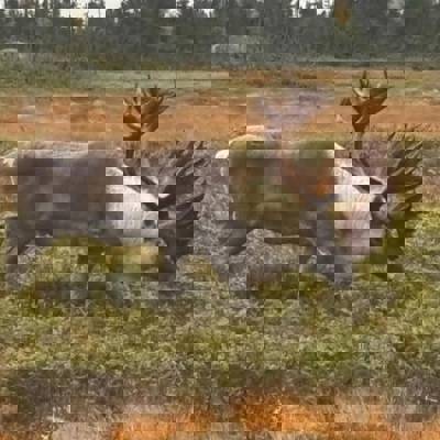 Woodland Caribou Cancellation Hunt