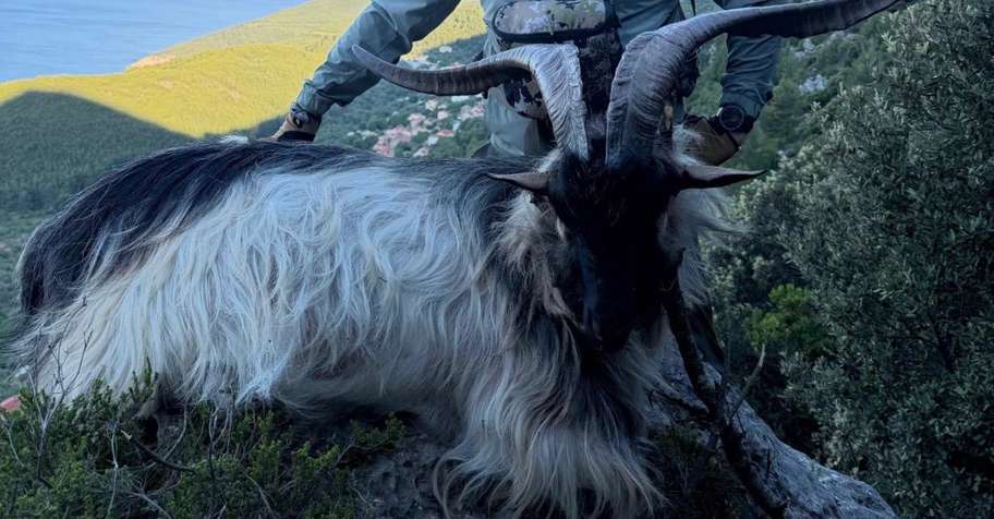 Kri Kri Hybrid and Feral Goat combo