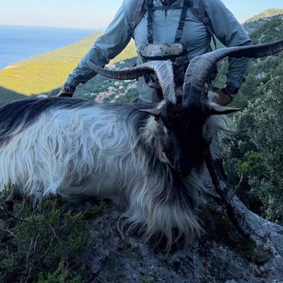 Kri Kri Hybrid and Feral Goat combo