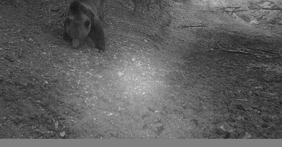 BEAR HUNT