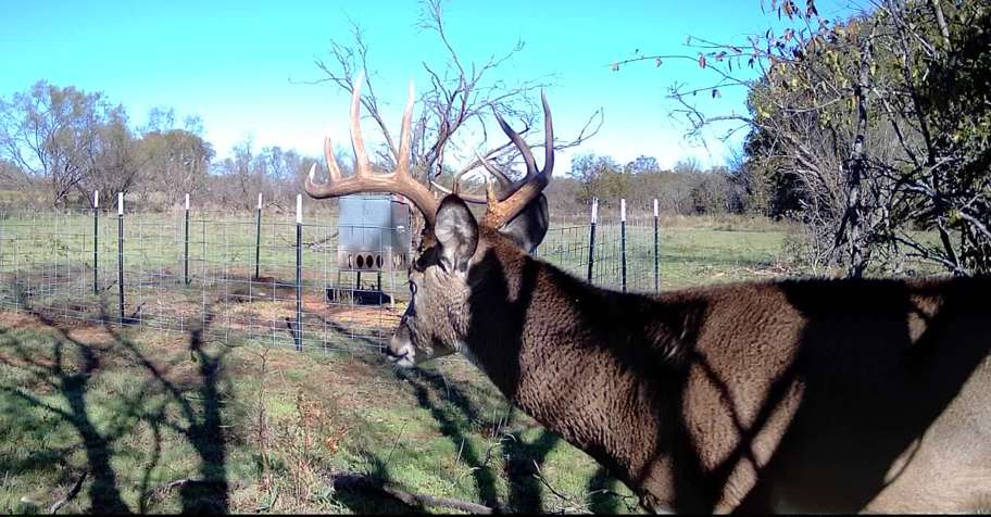 Texas Whitetail Deer Hunt '26