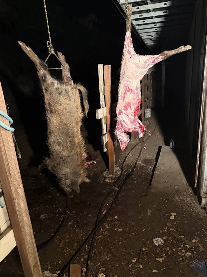 Public Land Hunt Wild Pig 2 - 0629a808 Fa4c 4062 96fc B618b5e0cf73 Image