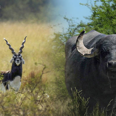 Buffalo and Blackbuck Big Game Combo