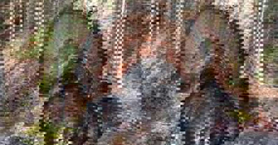 Guided 3 Day Turkey Hunts 2026