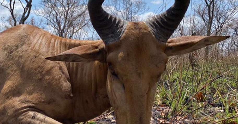 5 Day Plains Game Safaris (1x1)