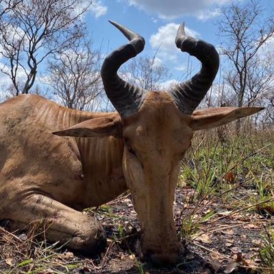 5 Day Plains Game Safaris (1x1)