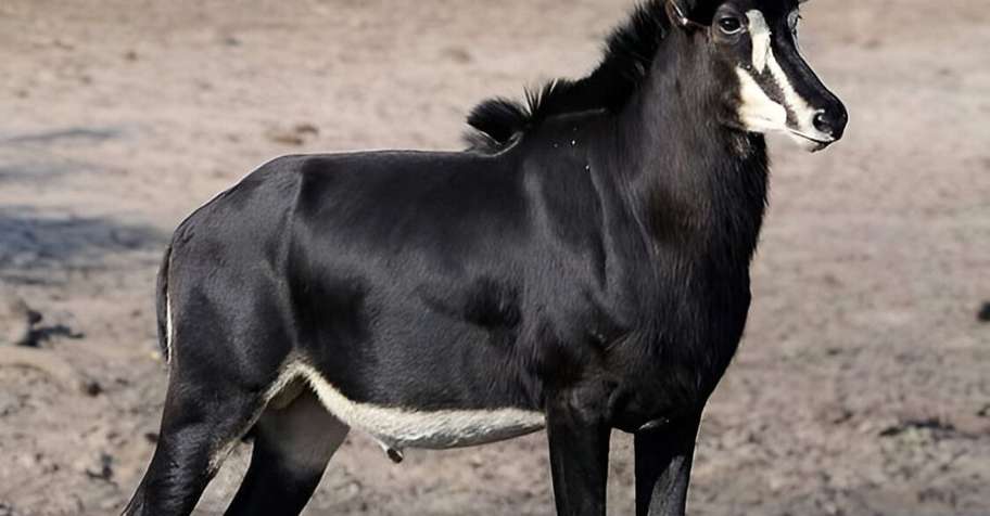 Limpopo 4-Animal Trophy Combo