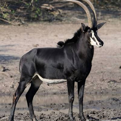 Limpopo 4-Animal Trophy Combo