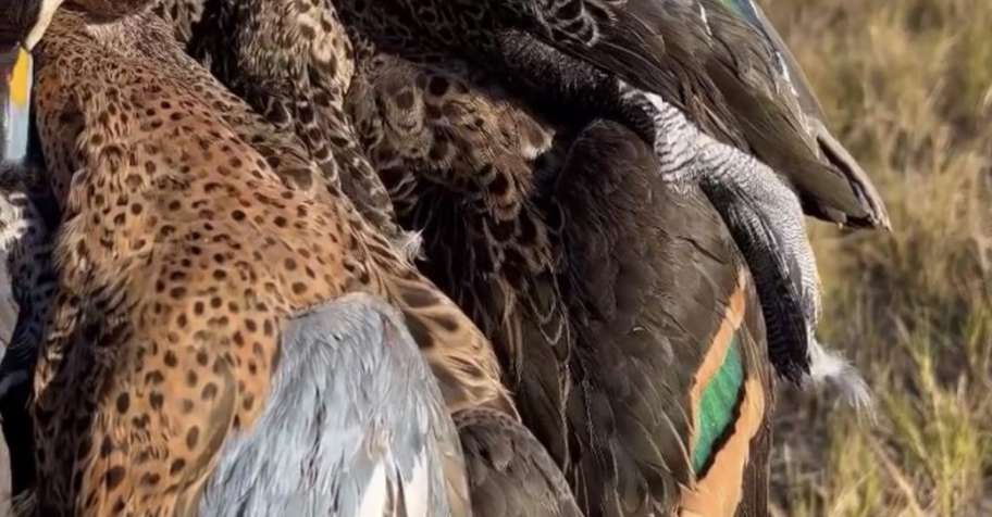 Duck & Pigeon Hunt in Northern Santa Fe