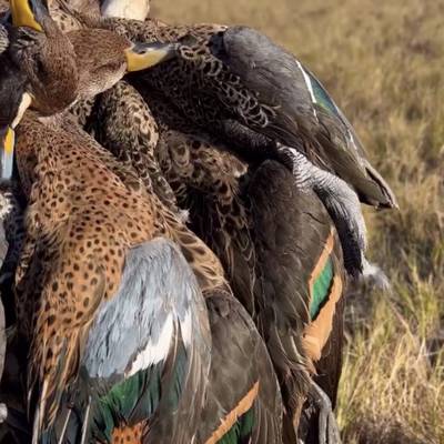 Duck & Pigeon Hunt in Northern Santa Fe