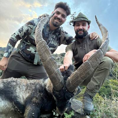 Southeastern Ibex without point limit