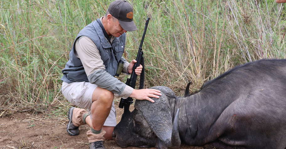 Cape Buff Management Bulls