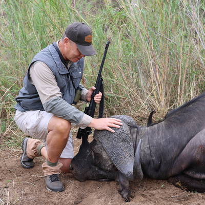 Cape Buff Management Bulls