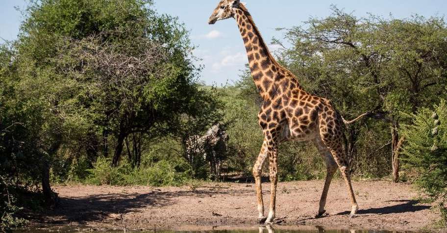 2:1 Management Hunt + Giraffe