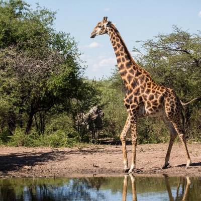 2:1 Management Hunt + Giraffe