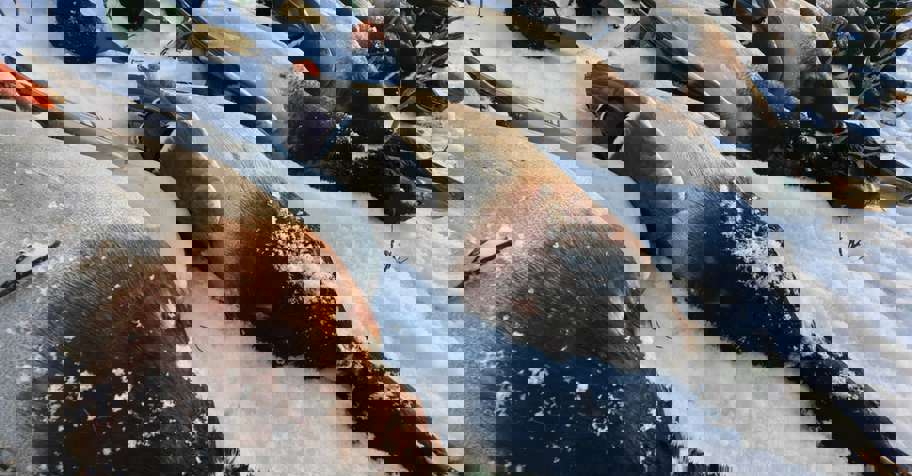 Duck Hunting in Romania