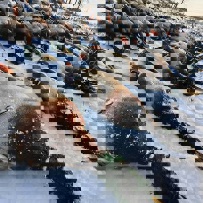 Duck Hunting in Romania