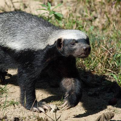 Honey Badger & Night Critters Safari