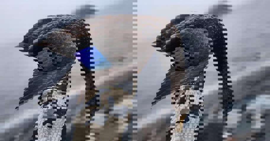 4 Day Sea Duck Hunt 2026