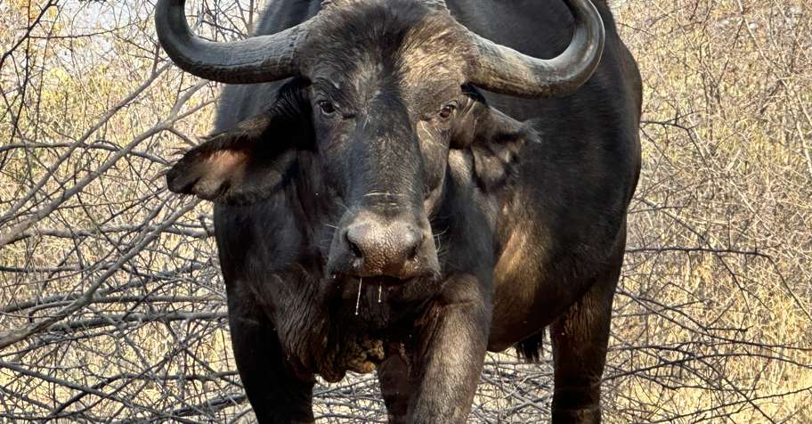 Buffalo Cow Package (1 PH : 1 Hunter)
