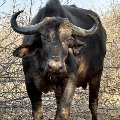 Buffalo Cow Package (1 PH : 1 Hunter)