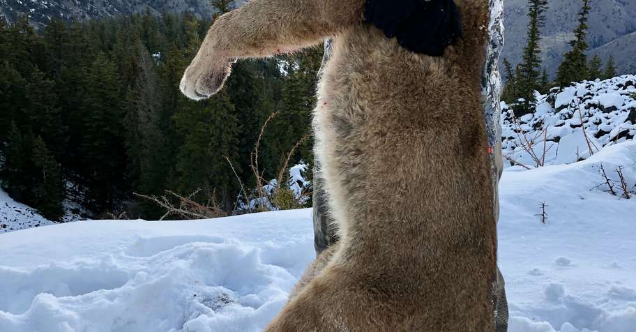 8 Day Cougar Hunt