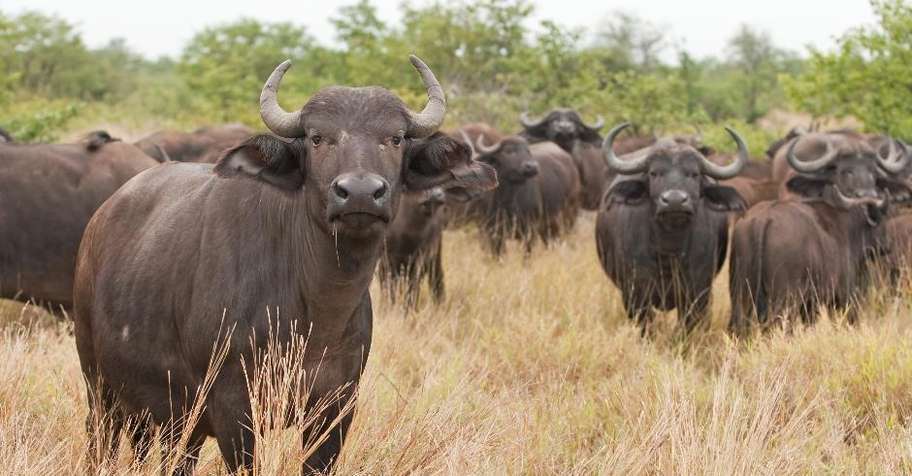 Eastern Cape Buffalo  Cow Package