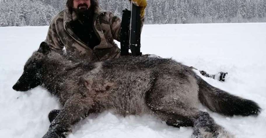 2027 Guided Wolf Hunts 1:1